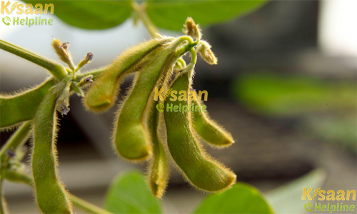 Soybean - Pooja (MAUS 2)